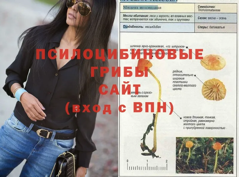 Псилоцибиновые грибы Psilocybe  где продают   Касимов 